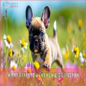 What Affects a Frenchie