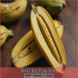 What Are Plantains