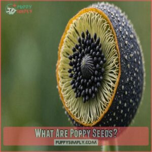 What Are Poppy Seeds