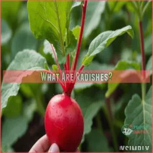 What Are Radishes