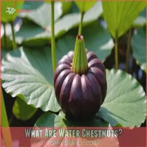 What Are Water Chestnuts