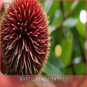 What is Rambutan Fruit