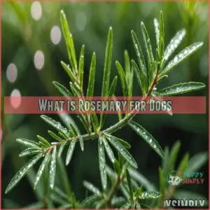 What is Rosemary for Dogs