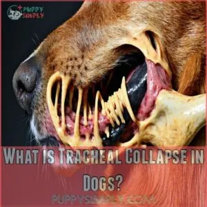 What is Tracheal Collapse in Dogs