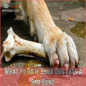 What to Do if Your Dog Eats a Bad Bone