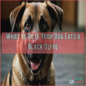 What to Do if Your Dog Eats a Black Olive