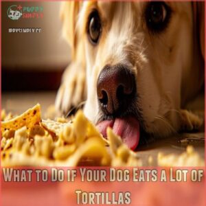 What to Do if Your Dog Eats a Lot of Tortillas