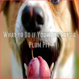 What to Do if Your Dog Eats a Plum Pit