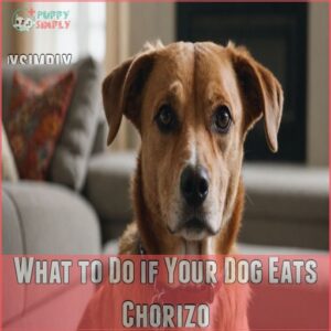 What to Do if Your Dog Eats Chorizo