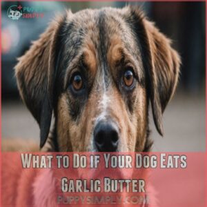 What to Do if Your Dog Eats Garlic Butter