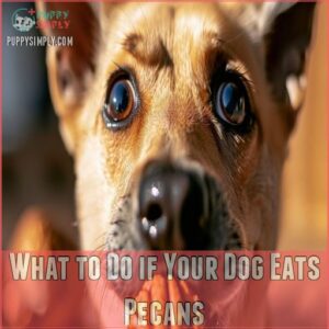 What to Do if Your Dog Eats Pecans