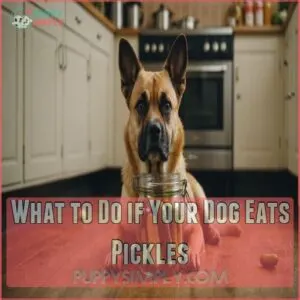 What to Do if Your Dog Eats Pickles