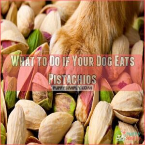 What to Do if Your Dog Eats Pistachios