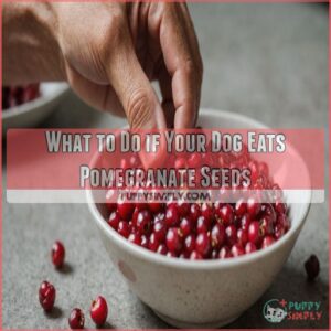 What to Do if Your Dog Eats Pomegranate Seeds