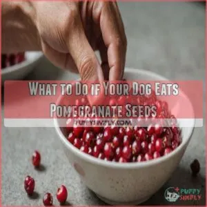 What to Do if Your Dog Eats Pomegranate Seeds