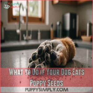 What to Do if Your Dog Eats Poppy Seeds