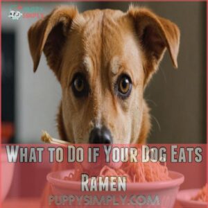 What to Do if Your Dog Eats Ramen