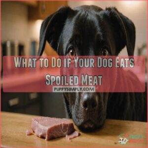 What to Do if Your Dog Eats Spoiled Meat