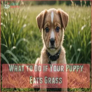 What to Do if Your Puppy Eats Grass