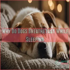 Why Do Dogs Breathe Fast While Sleeping