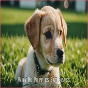 Why Do Puppies Eat Grass