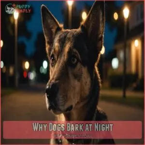 Why Dogs Bark at Night