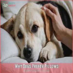 Why Dogs Prefer Pillows