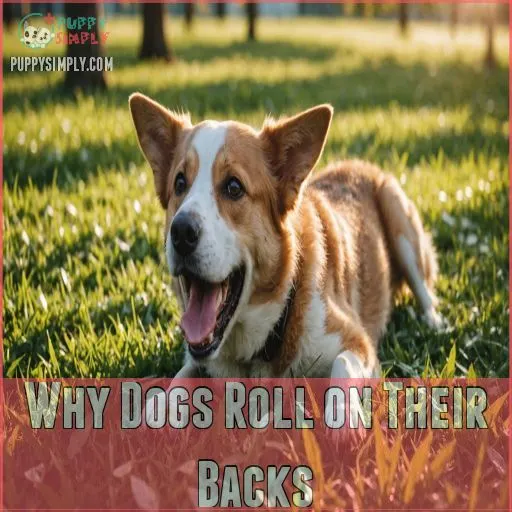 Why Dogs Roll on Their Backs