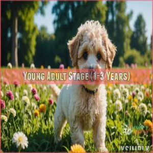 Young Adult Stage (1-3 Years)