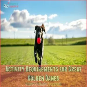 Activity Requirements for Great Golden Danes