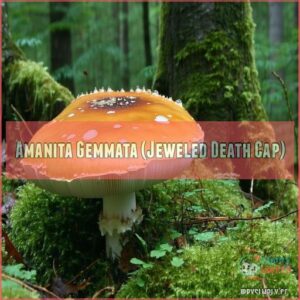 Amanita Gemmata (Jeweled Death Cap)