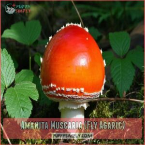 Amanita Muscaria (Fly Agaric)