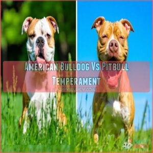 American Bulldog Vs Pitbull Temperament