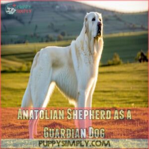 Anatolian Shepherd as a Guardian Dog