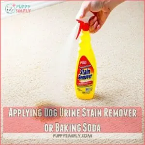 Applying Dog Urine Stain Remover or Baking Soda