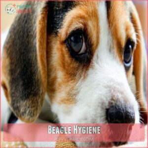 Beagle Hygiene