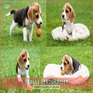 Beagle Personality