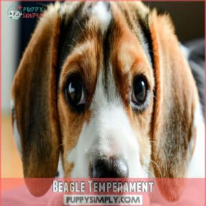 Beagle Temperament