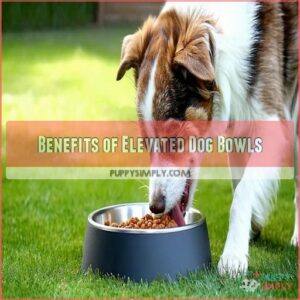 Benefits of Elevated Dog Bowls