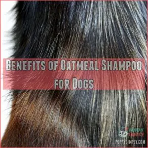 Benefits of Oatmeal Shampoo for Dogs