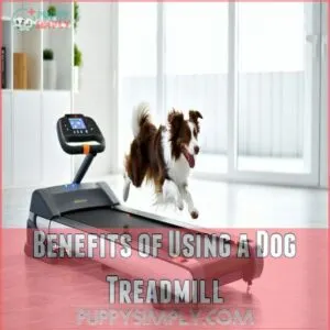 Benefits of Using a Dog Treadmill