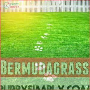 Bermudagrass