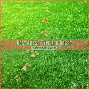 Best Grass Type for Dogs