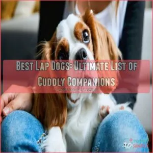 best lap dogs