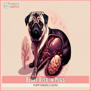 Bloat Risk in Pugs