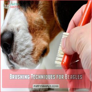 Brushing Techniques for Beagles