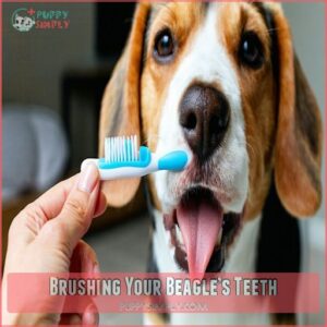 Brushing Your Beagle’s Teeth