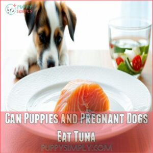 Can Puppies and Pregnant Dogs Eat Tuna