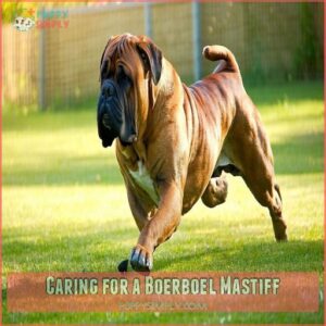 Caring for a Boerboel Mastiff