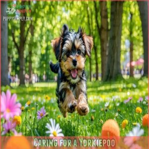 Caring for a Yorkiepoo